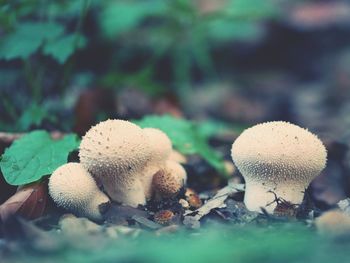 Close-up of mushrooms growing on field