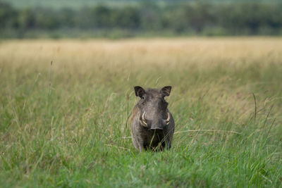 Portrait of an warthog in grass