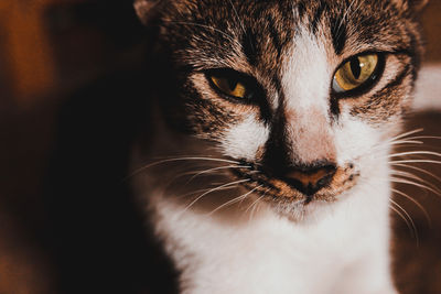 Close-up portrait of a cat