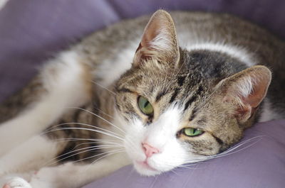 Close-up portrait of cat lying down