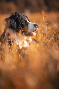 Dog looking away on field