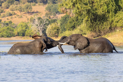 Two elephants playing in river in beauty evening light