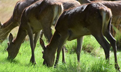 Horses grazing on field