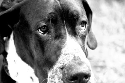 Close-up portrait of dog