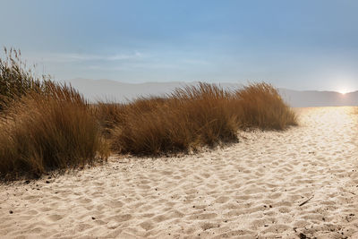 Sand dune on beach against sky