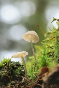 Close-up of mushroom growing outdoors