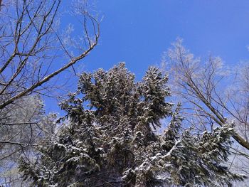 Low angle view of flower trees against clear sky