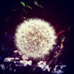 Close-up of dandelion