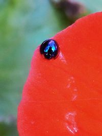 Close-up of ladybug on red leaf