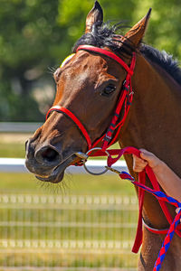 Portrait of a brown horse,before horse race.