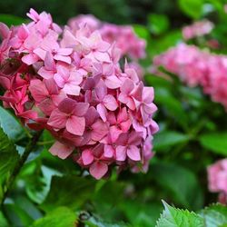 Close-up of pink flowers