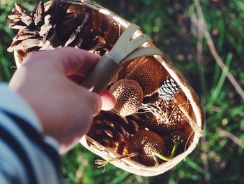 Close-up of hand carrying pine cones in basket