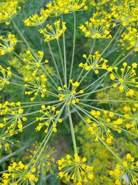 Close-up of yellow flowering plant on field