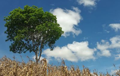 Trees against blue sky