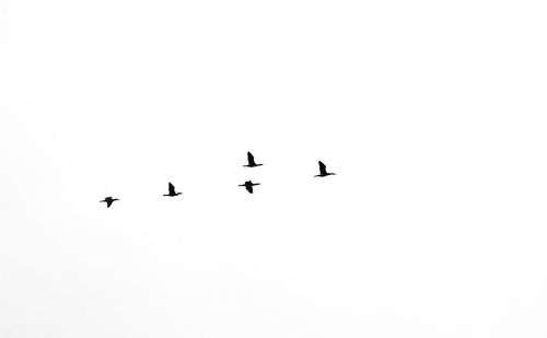 Low angle view of birds flying in sky