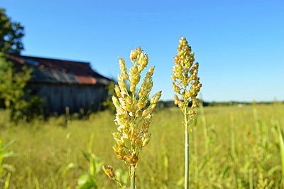 Close-up of wheat growing on field against clear sky