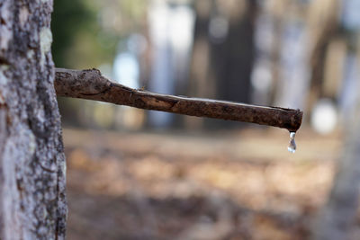 Close-up of rusty metal on tree trunk