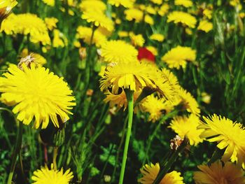 Close-up of yellow flowering plants on field