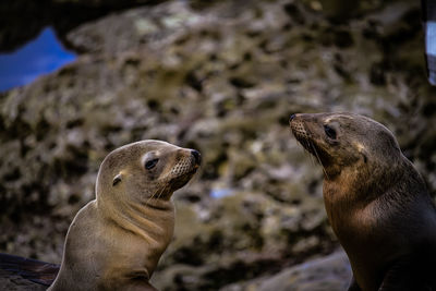 Close-up of sealion 