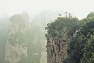 Panoramic view of forest against sky