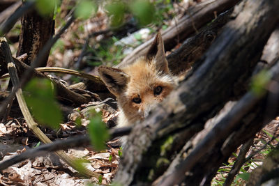 Nice fox in the alps