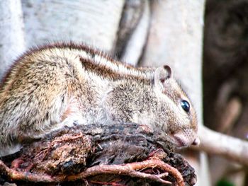 Close-up of squirrel