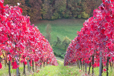 Red flowering plants by trees on field