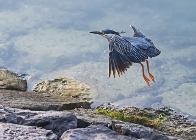 High angle view of gray heron on rock by sea