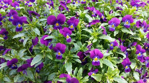 Close-up of purple flowers