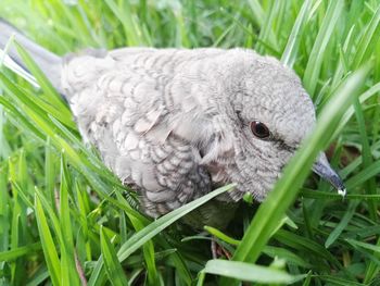 Close-up of a bird in field