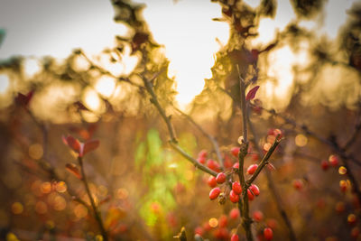 Close-up of red berries on tree