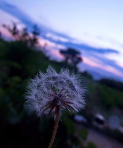 Close-up of dandelion against sky