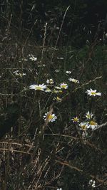 High angle view of flowering plants on field