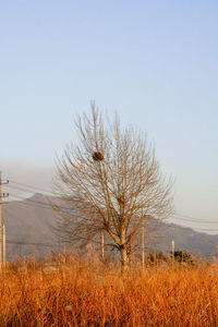 Bare tree on field against clear sky