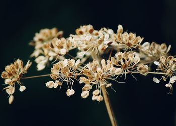 Close-up of dry plant against black background