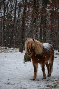 Horse on snow covered field