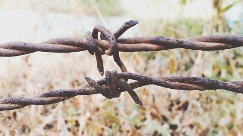 Close-up of barbed wire