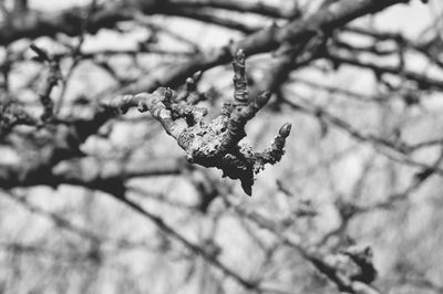 Close-up of tree branch