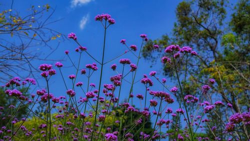 Low angle view of pink flowering plants against sky