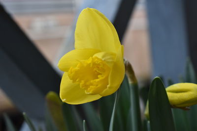 Close-up of yellow flowering plant