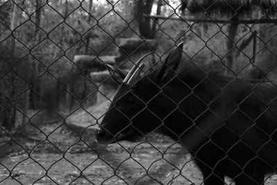 View of chainlink fence in zoo