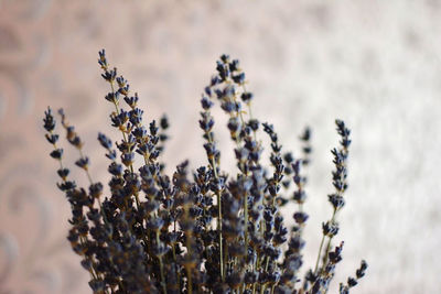 Close-up of flowering plants on field