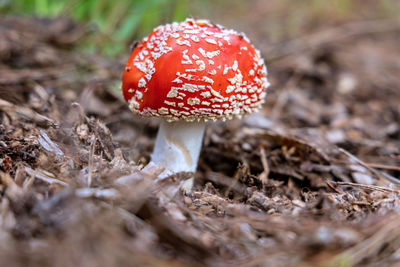 Fly agaric mushroom, but what i have always called fairy tail mushroom