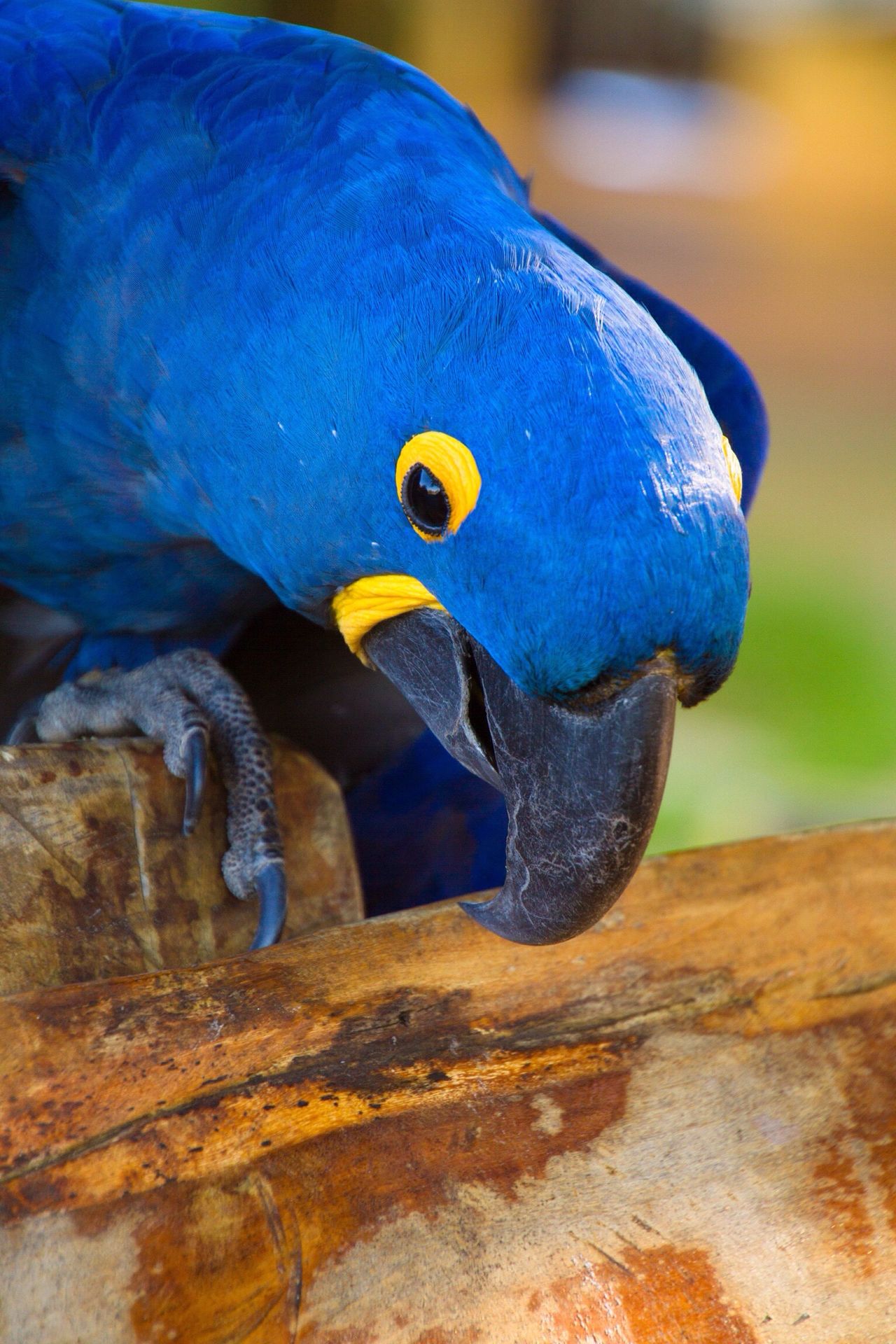 Hyacinth macaw