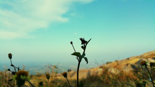 Close-up of plant against sky