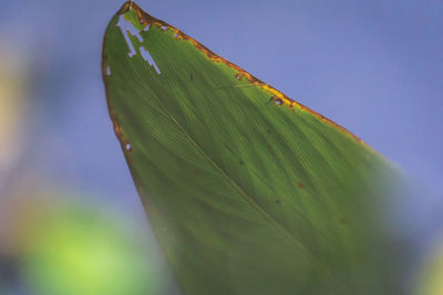 Close-up of leaf with water drops on leaves