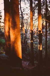 Trees in forest