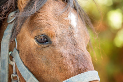 Close-up of a horse