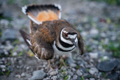 Close-up of a bird