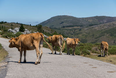 Cows on road against clear sky